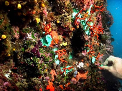 Coral rojo en las Islas Medes. 