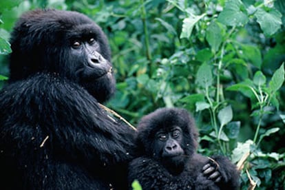 Los primates no rectifican el comportamiento de sus hijos.