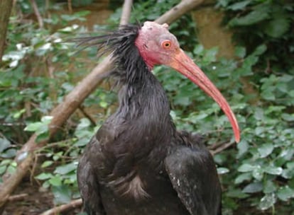 Un ejemplar de ibis eremita