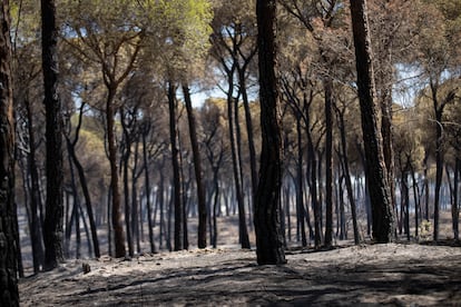 Árboles quemados en el incendio forestal del paraje Huerta del Hambre de Bonares (Huelva).