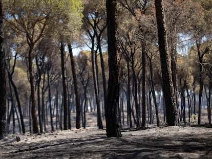 Árboles quemados en el incendio forestal del paraje Huerta del Hambre de Bonares (Huelva).