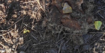 Montones de basura y restos de animales en Fuentepelayo.