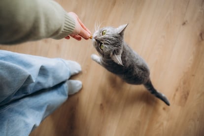 A cat receiving a treat