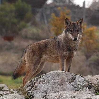 Un ejemplar de lobo ibérico con su pelaje de invierno en Peralejo (Madrid), en el Centro de la Naturaleza Cañada Real.