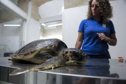 Daniela Sammartano, bióloga de la reserva marina, atiende a la tortuga Albert por ingesta de plásticos en la clínica de Favignana.