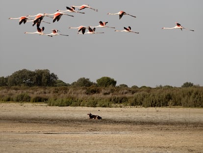 DVD 1127
Almonte/Huelva/05-10-2022: Un grupo de flamencos y una res en la laguna de Santa Olalla totalmente seca.
Parque Nacional.
FOTO: PACO PUENTES