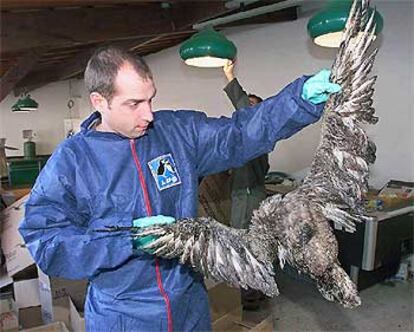Un ecologista muestra un ave encontrada ayer muerta y manchada de fuel  en la costa suroeste francesa.