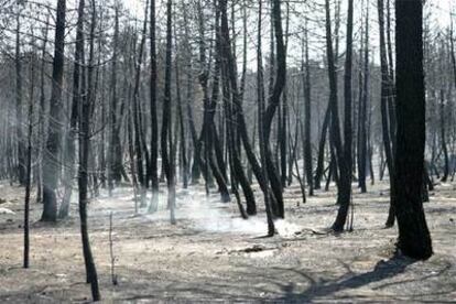 Aspecto que presentaba uno de los lugares afectados por el incendio.