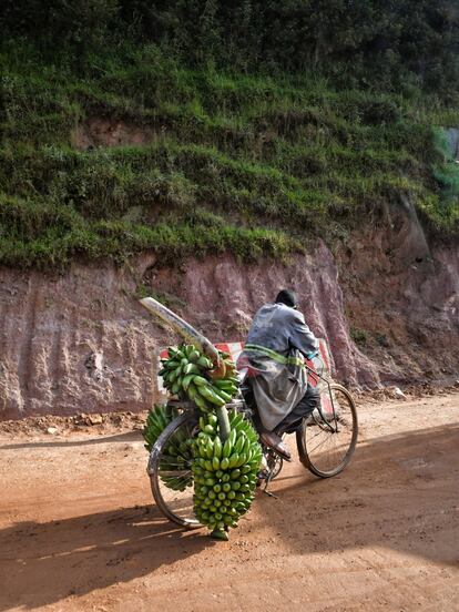 Un vendedor de matoke se dirige desde la plantación hacia el mercado rural en su bicicleta. El matoke es una variedad de banana de la zona de los Grandes Lagos de África. En Uganda se cultiva para la alimentación humana, y el puré obtenido de la fruta cocida al vapor se considera un plato nacional. El cultivo de esta clase de bananas es tan importante para el país que la palabra "matoke" es casi sinónimo de "comida". 