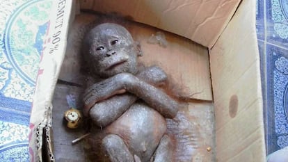 Gito, el beb&amp;eacute; orangut&amp;aacute;n cuando fue encontrado con un aspecto momificado en agosto