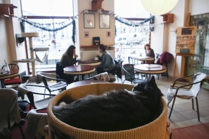 The Cat Cafe en Cracovia (Polonia). Gatos y personas comparten el tiempo y el espacio.