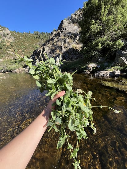 Menta silvestre recogida cerca de cursos de agua en periodos estivales