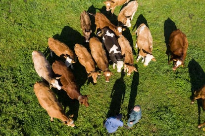 Cabezas de ganado en el campo.