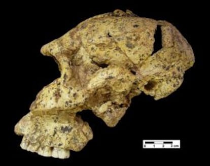 Cráneo de `Paranthropus robustus´, homínido de hace 1,8 millones de años hallado en Sudáfrica.