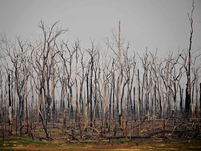 Árboles tras un incendio en el Estado de Rondonia, en el oeste de Brasil, en julio de 2019.