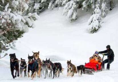 Paseo en trineo tirado por perros de la empresa Montgarri, en Baqueira.