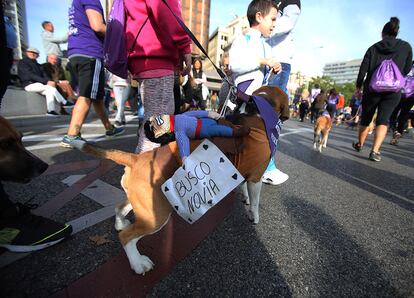 En declaraciones a los medios, la embajadora y directora de la carrera, Alejandra Botto, ha afirmado que "se está consiguiendo que la gente adopte" y ha animado a no comprar mascotas pues "en las protectoras hay perros de todo tipo esperando".