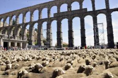 Cerca de 2.200 ovejas merinas que pertenecen al consejo regulador de la denominación de origen protegido "Queso de la Serena" atravesando los principales monumentos de la ciudad, como el Acueducto de Segovia. EFE/Archivo