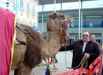 Un camello de la cabalgata de Alcoy