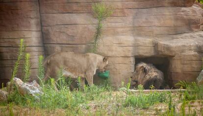 una lleona amb el lleó mascle del zoo de Barcelona.