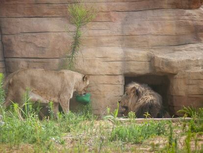 una lleona amb el lleó mascle del zoo de Barcelona.