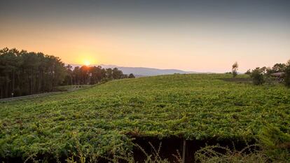 En el viñedo que rodea la bodega están representadas la mayor parte de las uvas con las que trabajan: albariño, treixadura, loureira, souson, pedral, mencía, espadeiro...