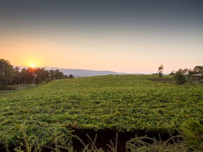 En el viñedo que rodea la bodega están representadas la mayor parte de las uvas con las que trabajan: albariño, treixadura, loureira, souson, pedral, mencía, espadeiro...