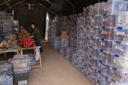 Una operaria de la Sociedad Aranzadi, junto a cajas con restos óseos de la excavación en la fosa Pico Reja.
