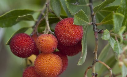 Frutos maduros del madroño en las ramas de un ejemplar.