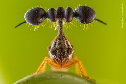 La apariencia extravagante del 'treehopper Bocydium' oculta su naturaleza tímida.