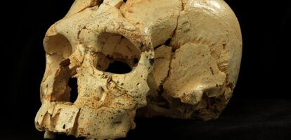 Cráneo número 17 de la Sima de los Huesos (Atapuerca).