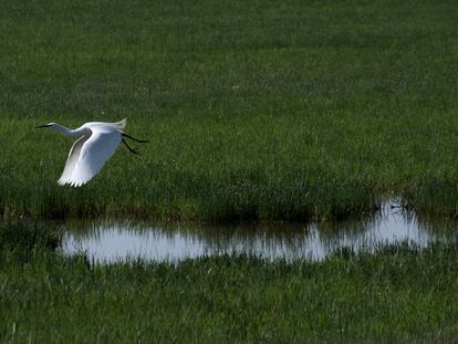 Un ave acuática en el Charco de la Boca, en Doñana, el pasado febrero.