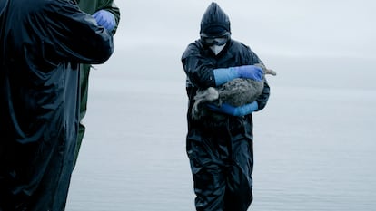 Toma de muestras de un polluelo de petrel gigante, en la pingüinera de Punta Hannah (Antártida).