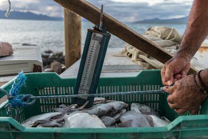 Un pescador pesa su captura del día en la isla El Pardito, en Baja California Sur.