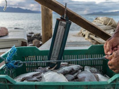 Un pescador pesa su captura del día en la isla El Pardito, en Baja California Sur.