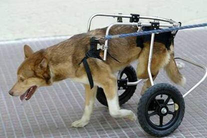 <i>Balto,</i> paralítico tras recibir un disparo, camina sobre dos ruedas.