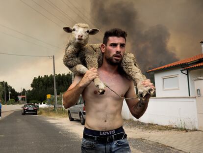 Un hombre lleva una oveja en sus espaldas tras rescatarla del fuego en el incendio de Boa Vista (Portugal), este martes.