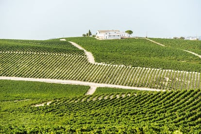 Viñedos de Jerez.