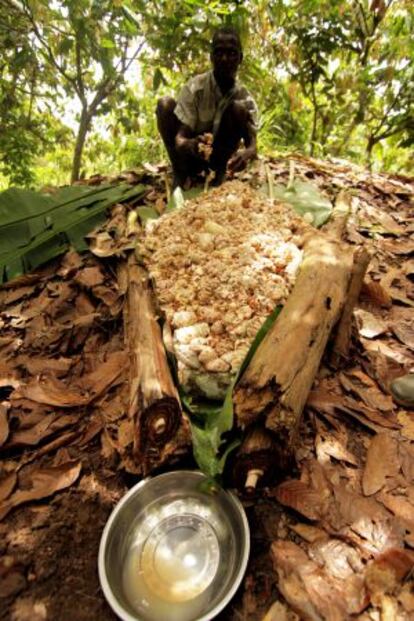 Un trabajador extrae el jugo de la pulpa del fruto del cacao.