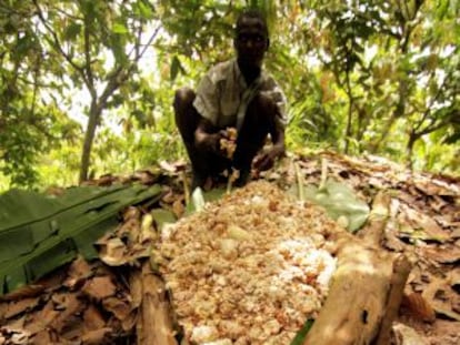 Un trabajador extrae el jugo de la pulpa del fruto del cacao.