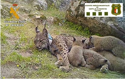 La lince Nenúfar con sus cuatro cachorros.