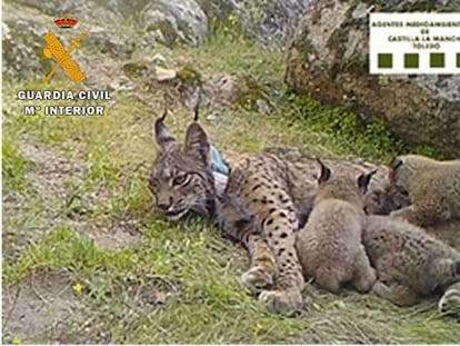 La lince Nenúfar con sus cuatro cachorros.