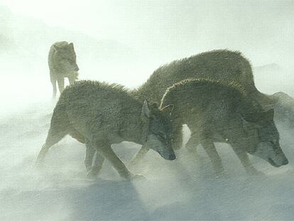 Una manada de lobos, en una imagen del documental de la BBC <i>Europa salvaje.<i>