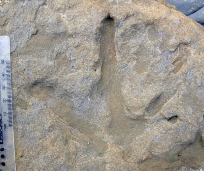 Icnita descubierta en Australia de un terópodo que viviría en la región antártica hace unos 110 millones de años.