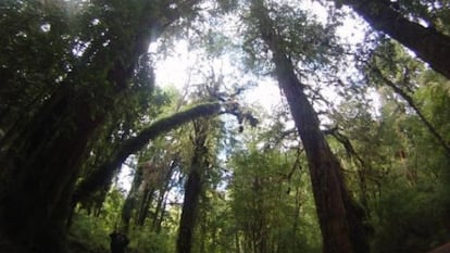 Bosques en el Parque Nacional Alerce Andino.