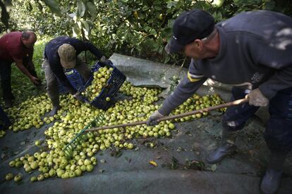 Los recolectores recogen a mano las manzanas ya maduras y las trasladan hasta un tractor. Caserío Ezeizabarrena, en el barrio Urkizu de Tolosa (Gipuzkoa).