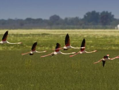 Flamencos sobrevuelan el Parque Natural de Doñana.