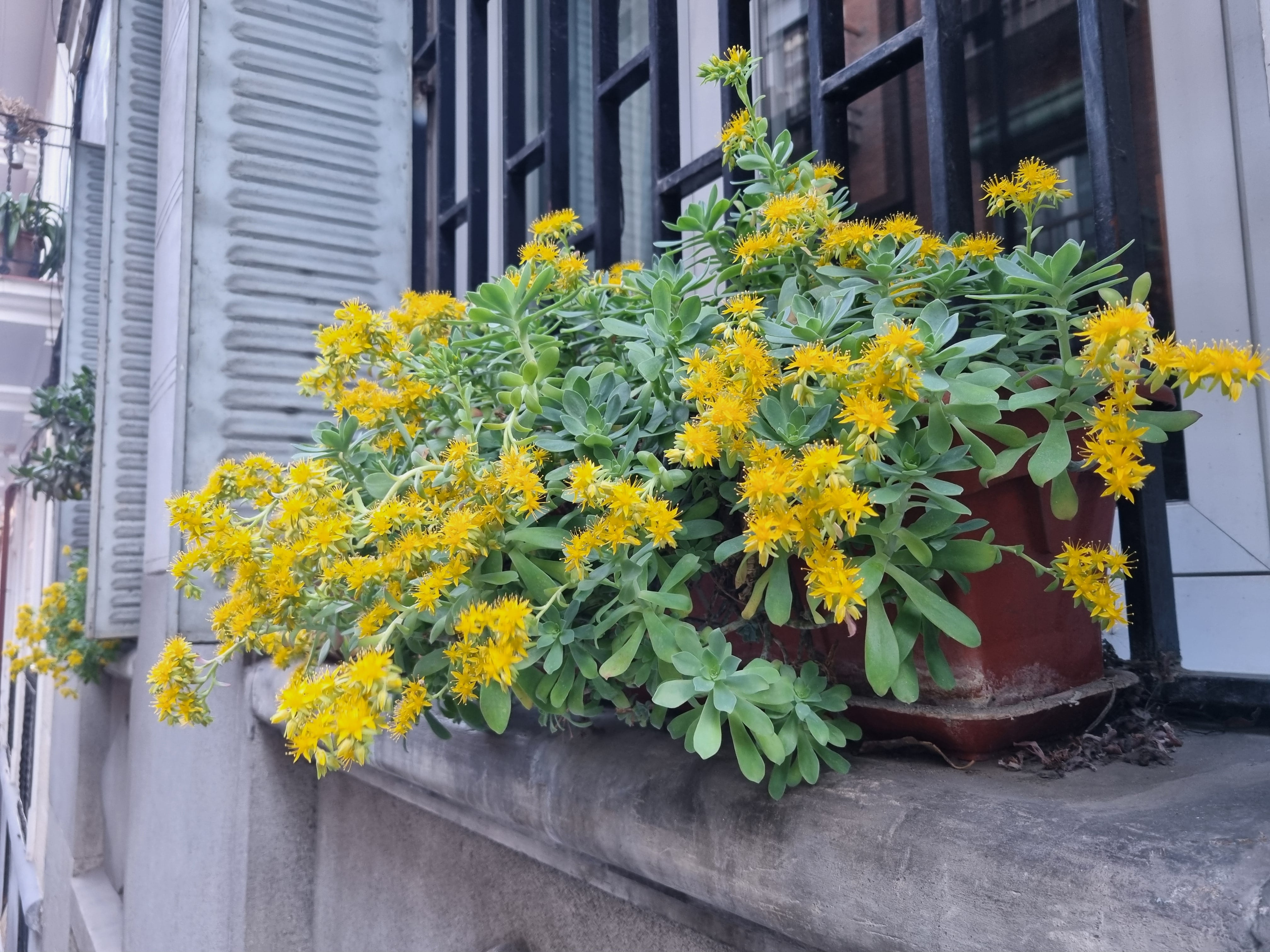 Sedo de Palmer en plena floración en el mes de marzo en una calle madrileña.