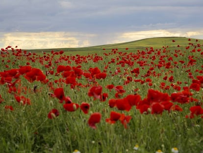 Amapolas en un campo de Segovia.