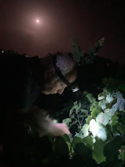 Un aficionado al vino participa en la vendimia nocturna del Pago de Tharsys (Requena), con la Luna en cuarto creciente.
